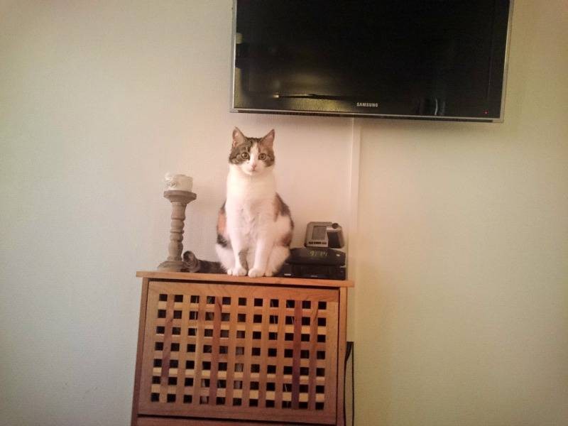 Poes
