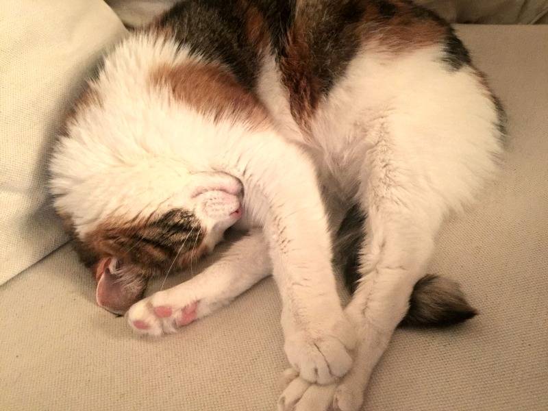 Kat