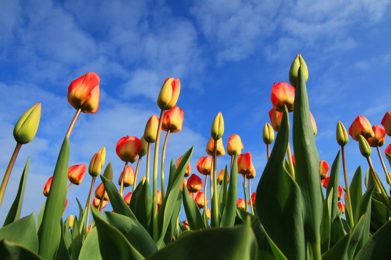 Nederlandse voedingsmiddelen
