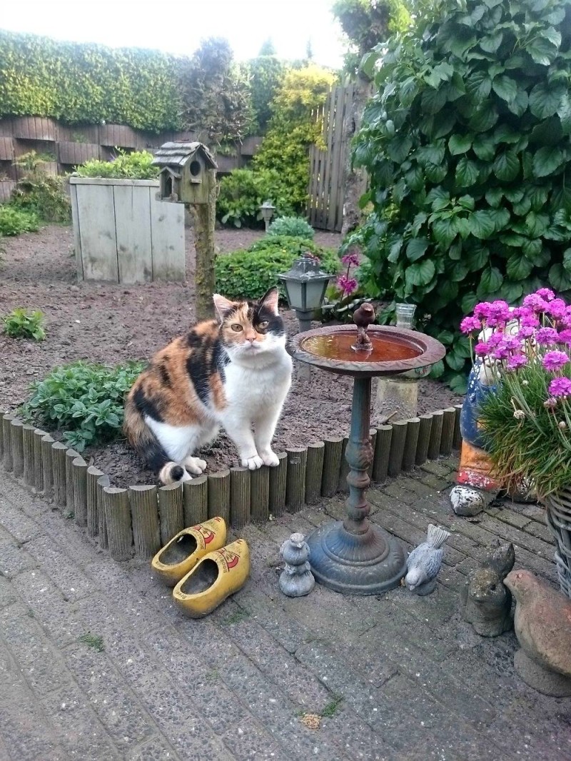 Poes